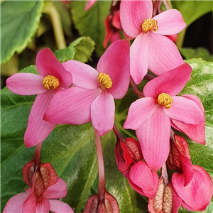 Begonia Wynn-jonesiae 'Pink Lady Bwj8119